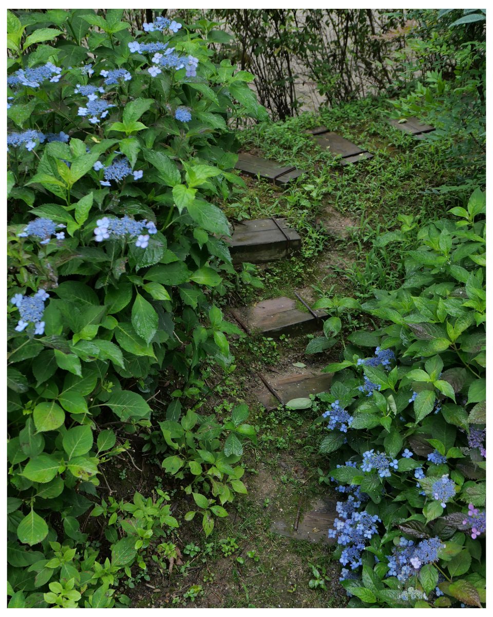 yeouiok's tweet image. 요즘은 초록이 자꾸 눈에 들어온다.
늘 뭔가 해야만 하는 일상 속에서
문득, 숨 돌릴 곳이 그리워진다.
아무것도 하지 않아도 괜찮다고
말해주는 풍경 앞에서
비로소 멈춘다.

#GreenSpaces
#BreatheWithNature
#dailysnap
#Leica
#라이카dlux8