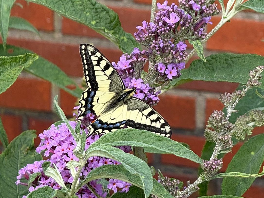 Net wanneer je een dagje uit bent, komt de #koninginnenpage langs op het erf 🤩
Gelukkig was er iemand thuis zo slim om een foto te maken 😅

#insectenopdeboerderij 🐄
#dagvlinders 🦋
#noordoost_fryslân