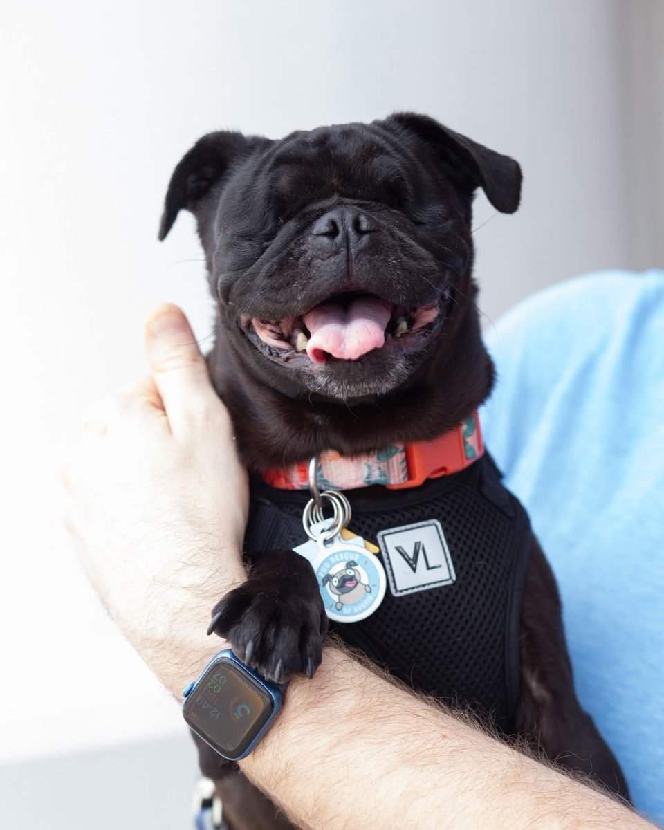 Meet Bump! This petite sweetheart was recently rescued and is already winning hearts. Bump is blind but she is incredibly clever, and already knows how to use a doggy door. She would do well with a calm canine companion or as the queen of her own castle. 💕