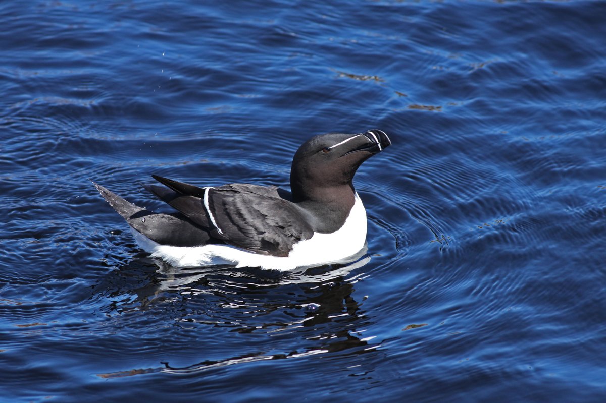🤔🐦 Saurez-vous reconnaître cet oiseau de mer du golfe du #SaintLaurent? Testez vos connaissances! Nous partagerons la réponse dans 24 heures. ☺️
