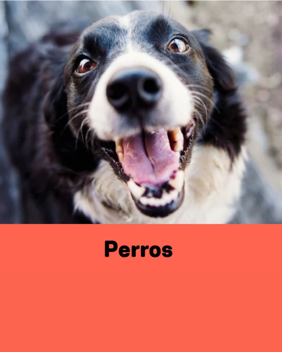 El Refugio tweet media