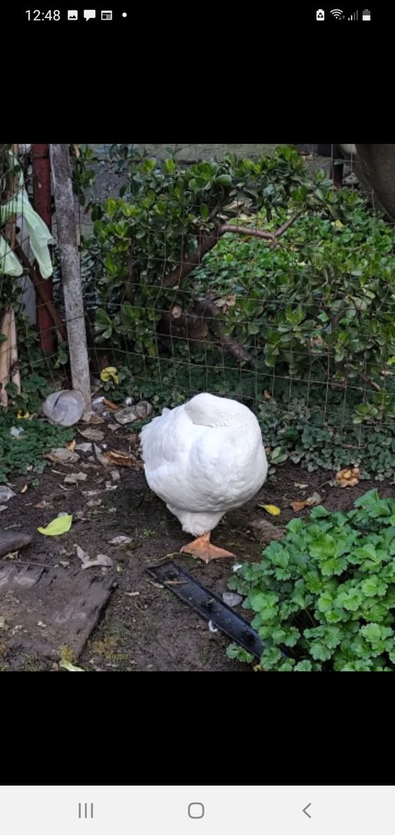 Do you think this is a new species of plant? No, no, no it's just a goose who is making an afternoon nap.