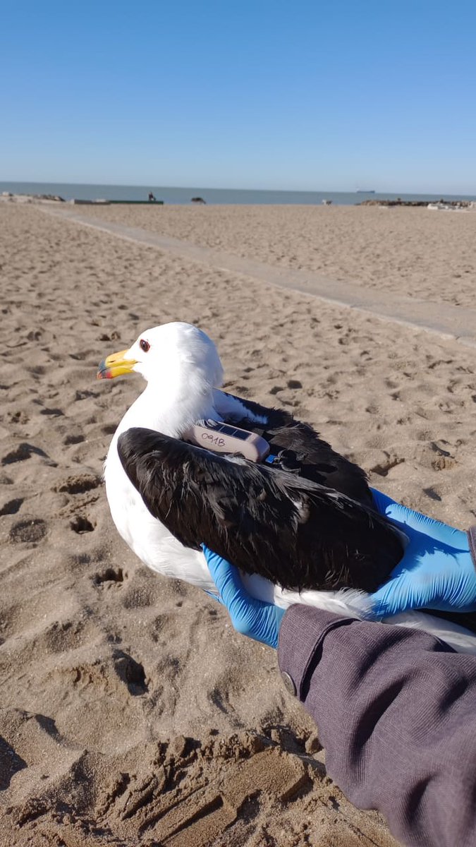 Colocamos dispositivos GPS en #gaviotas adultas y juveniles, lo que nos va a permitir conocer los movimientos de la especie en la ciudad de Mar del Plata y su asociacion con actividades humanas 🎣 
2/3
#Monitoreo #Rastreo #EcologiadelMovimiento