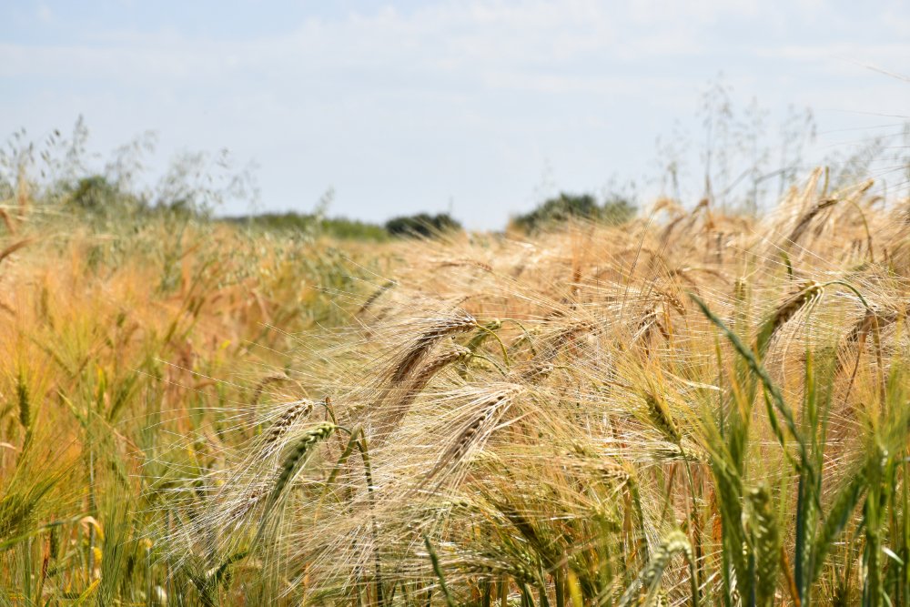 JackMwriter's tweet image. My creative writing time is in the morning. A couple of afternoons a week, we walk an 8km circuit across the fields surrounding our village. As well as being good for keeping the leg muscles limbered up for longer hikes, it frees up the mind. #walking #hiking #writing #Somerset