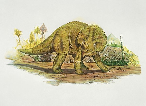 dinonostalgia's tweet image. Avaceratops, Ava's horned face, was a ceratopsian dinosaur from the Late Cretaceous of North America.
It lived 77 million years ago and could grow to 2.3 meters in length.