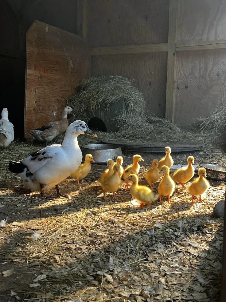 BlackbirdPagan's tweet photo. #FarmWeek
#Ducks
#RuralSensibilities https://t.co/CLRWfciIT9