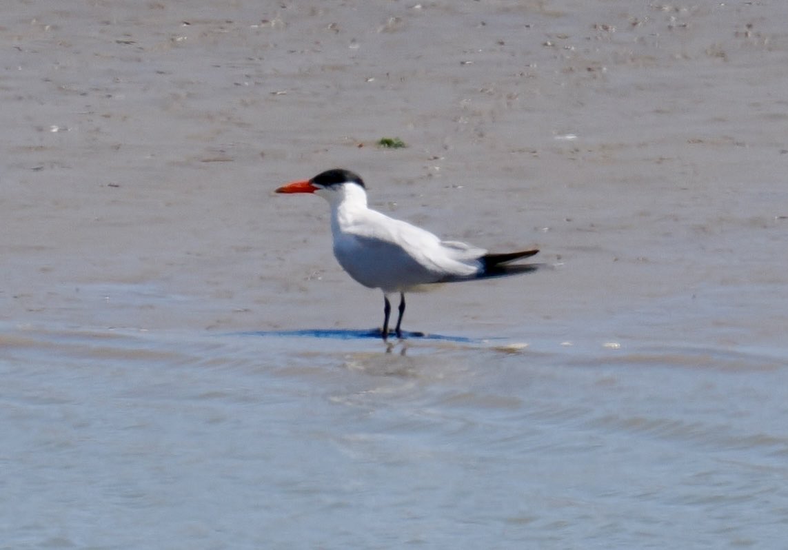 Rob Rackliffe (@robrackliffe) on Twitter photo Oare Marshes this morning - the obliging adult BONAPARTE’S GULL returning for its 13th Year. Also a fine CASPIAN TERN in Faversham Creek. Nice to see lots of old faces!! 😉 with <a href="/a1virginia/">Virginia Fairchild</a> Oare Marshes this morning - the obliging adult BONAPARTE’S GULL returning for its 13th Year. Also a fine CASPIAN TERN in Faversham Creek. Nice to see lots of old faces!! 😉 with <a href="/a1virginia/">Virginia Fairchild</a>