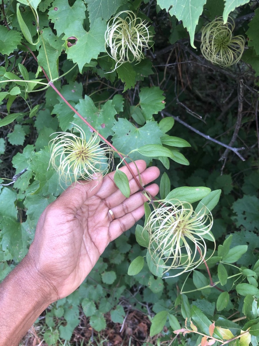 It’s a joy to find something that you haven’t recognized in the native vegetation for a few years. Looks like Clematis. #Floriida #Nature