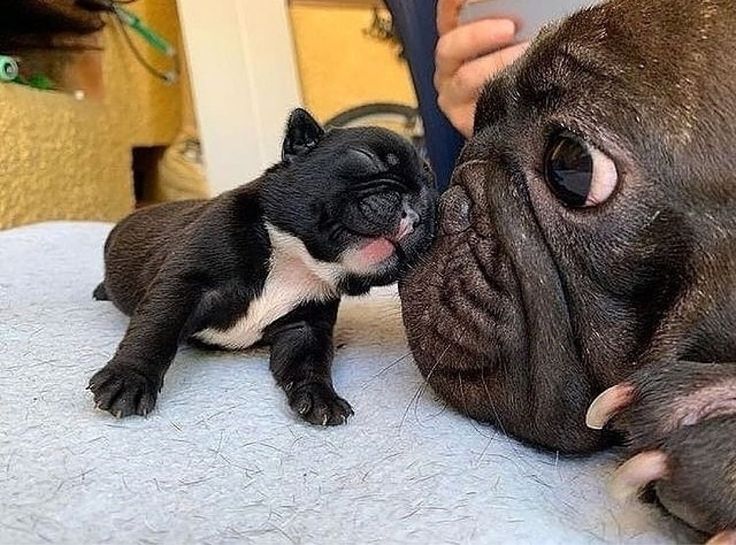 French Bulldog Lovers tweet media