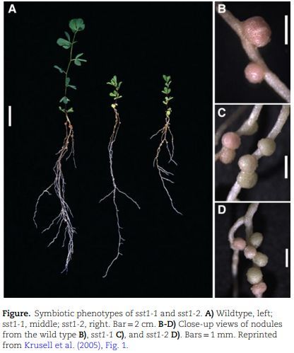 IN BRIEF: From the archives: Nitrogen matters in crop domestication, rice nitrogen nutrition, and symbiotic nitrogen fixation (Shanice S Webster) doi.org/10.1093/plcell… <a href="/shanice_web/">Shanice Webster</a> <a href="/ASPB/">ASPB</a> #PlantSci