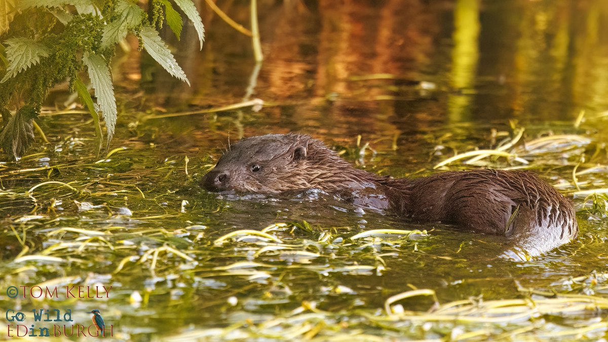 gowildedinburgh's tweet image. Lovely sight this morning on the Water of Leith - an otter mum out with her new cub (1st 2 pics). Born in March, ventured out of the natal holt at the end of May & Mum has been at its side ever since, teaching it the way of the water!
#Edinburgh #TwitterNatureCommunity #otters