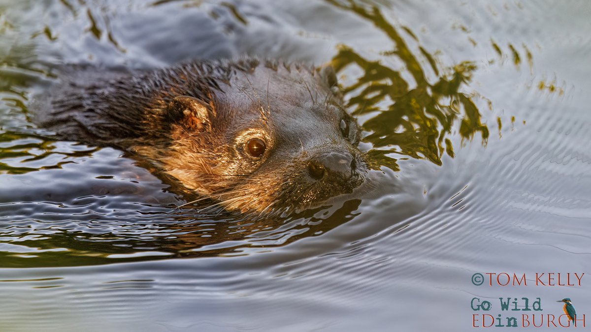 gowildedinburgh's tweet image. Lovely sight this morning on the Water of Leith - an otter mum out with her new cub (1st 2 pics). Born in March, ventured out of the natal holt at the end of May & Mum has been at its side ever since, teaching it the way of the water!
#Edinburgh #TwitterNatureCommunity #otters
