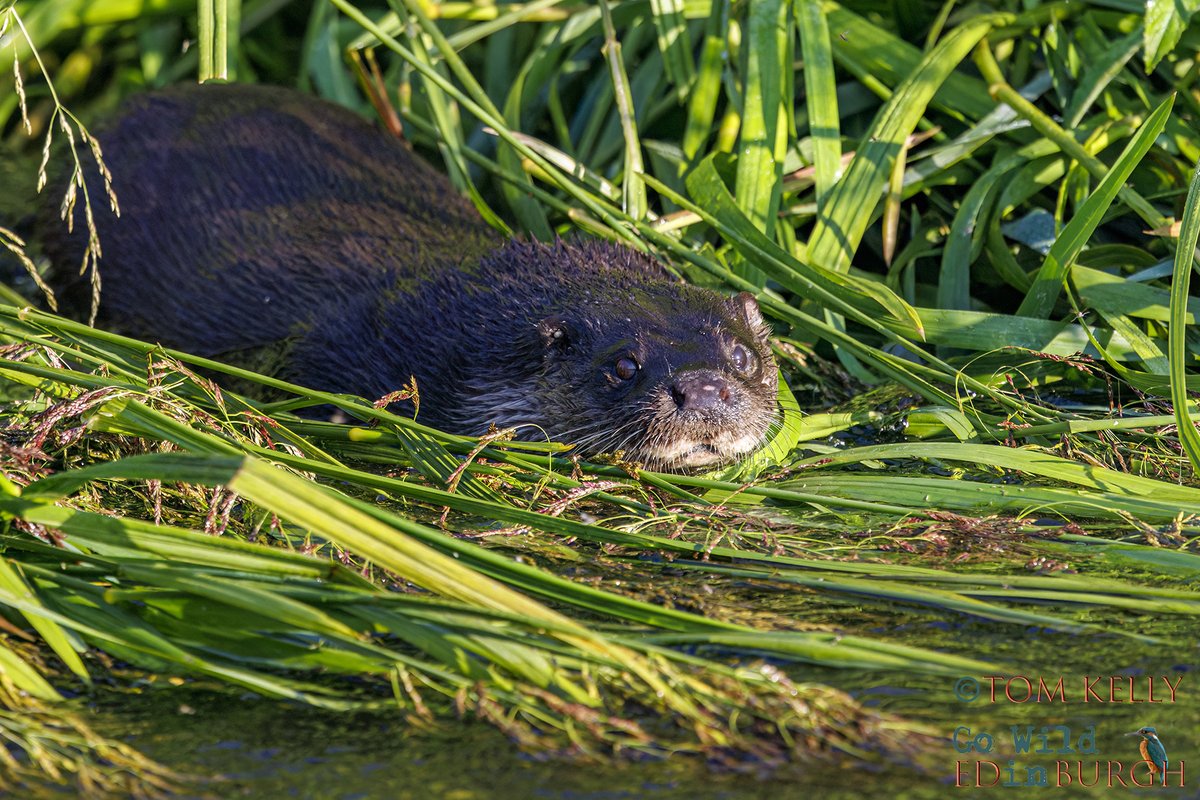 gowildedinburgh's tweet image. Lovely sight this morning on the Water of Leith - an otter mum out with her new cub (1st 2 pics). Born in March, ventured out of the natal holt at the end of May & Mum has been at its side ever since, teaching it the way of the water!
#Edinburgh #TwitterNatureCommunity #otters