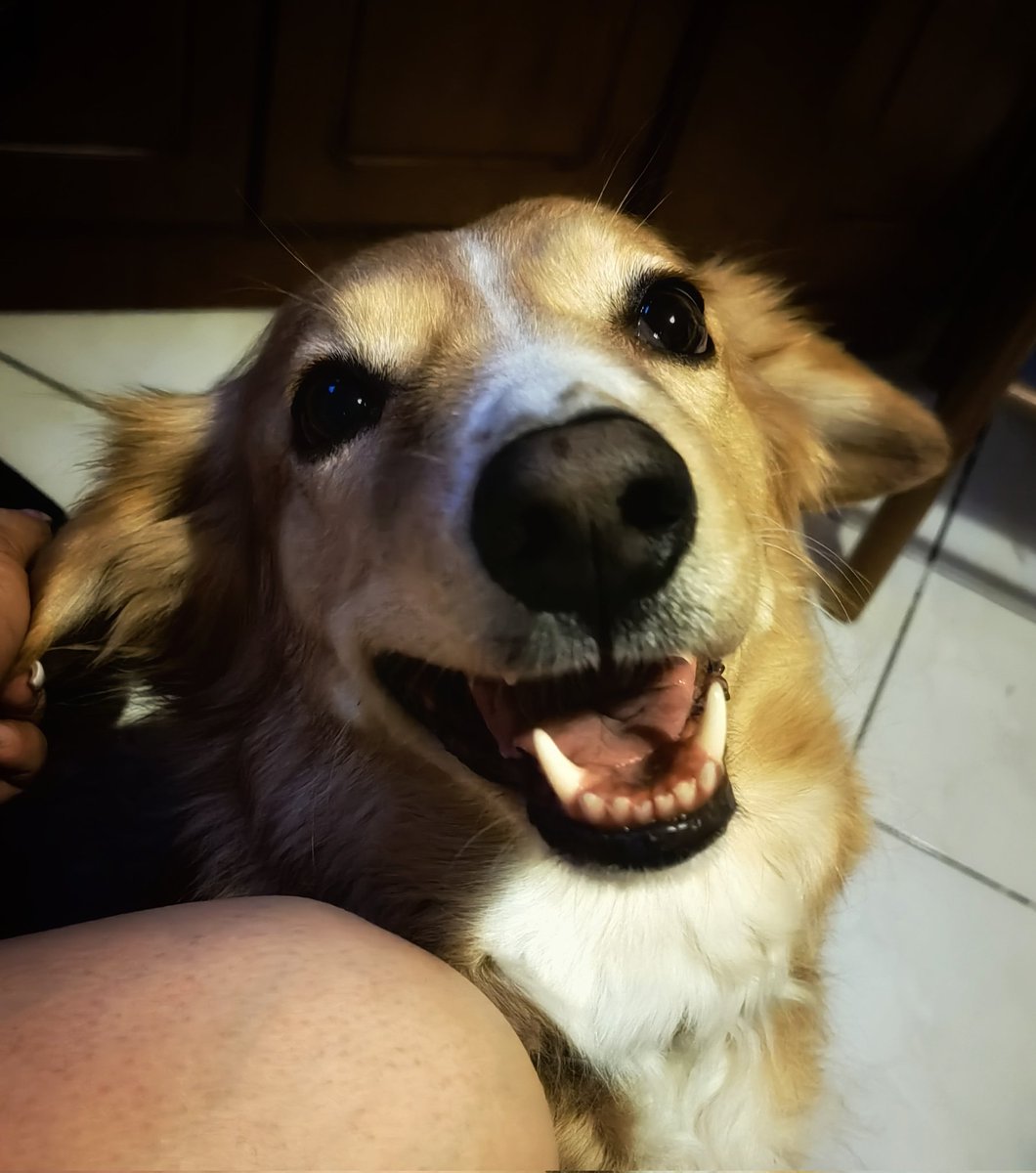 marialena007's tweet image. My lady!! I love her smile!! #challenge_κατοικιδιο