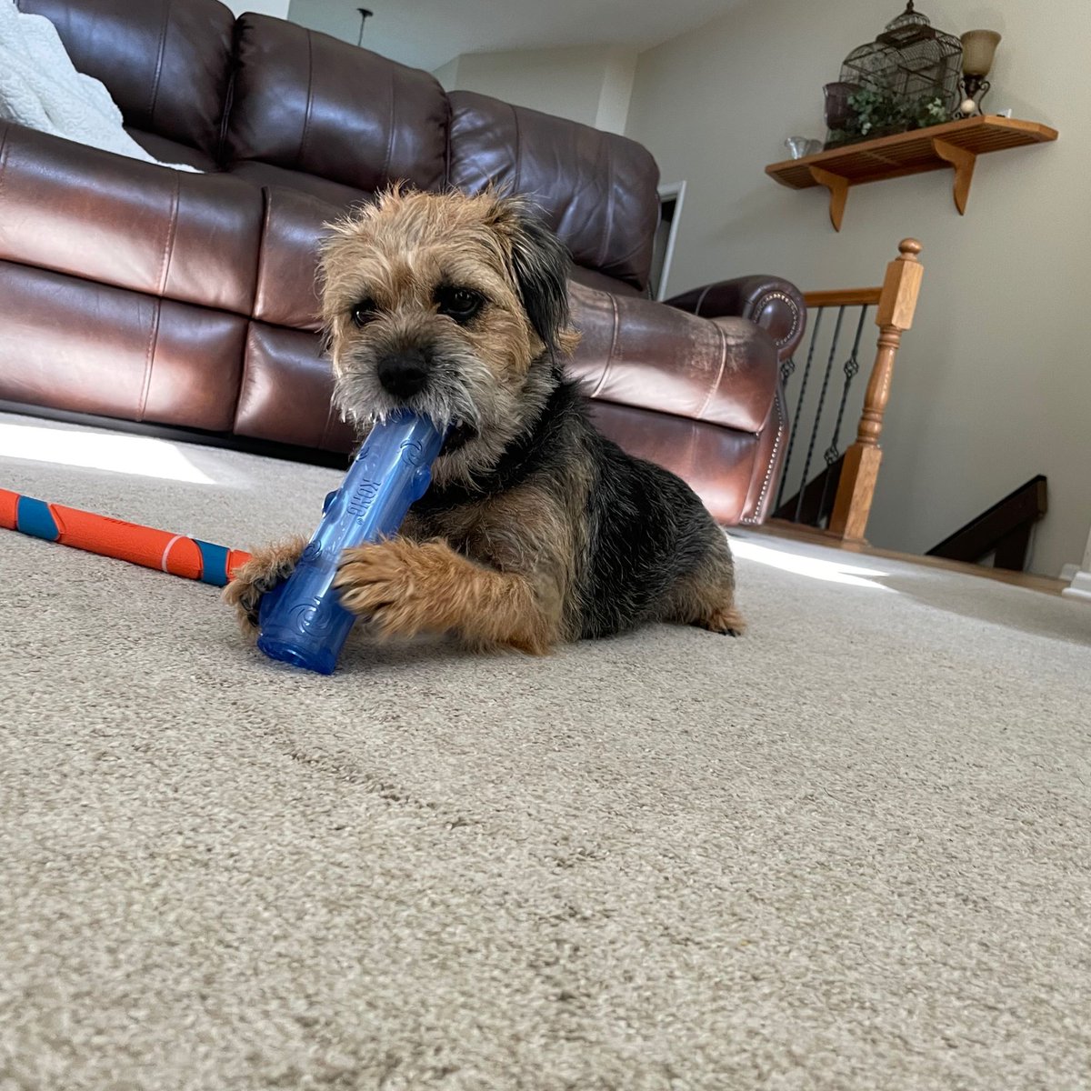 missscoutthedog's tweet photo. Happy Birthday, Scout!
#borderterrierposts #btposse #borderterriersarethebest #borderterrierlove #borderterrierofinsta  #borderterrierpuppies #borderterrierpuppy #borderterrierlovers #borderterrierlover #borderterrierswithattitude #bt  #btposseofinstagram #borderterrier https://t.co/0LuAkQ8pYS
