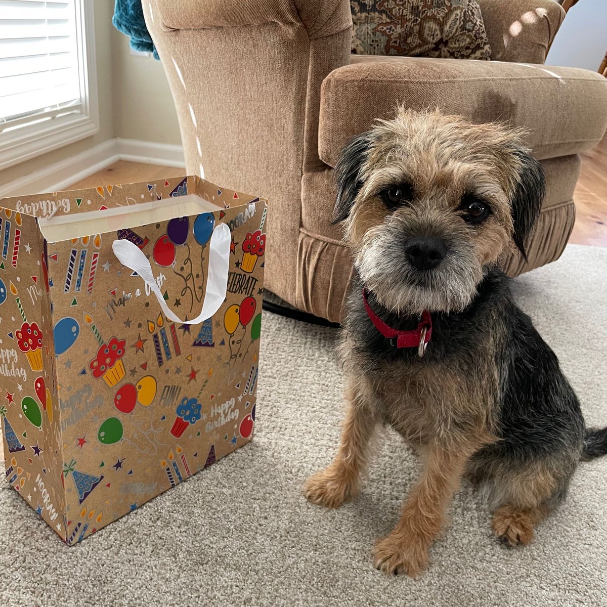 missscoutthedog's tweet photo. Happy Birthday, Scout!
#borderterrierposts #btposse #borderterriersarethebest #borderterrierlove #borderterrierofinsta  #borderterrierpuppies #borderterrierpuppy #borderterrierlovers #borderterrierlover #borderterrierswithattitude #bt  #btposseofinstagram #borderterrier https://t.co/0LuAkQ8pYS