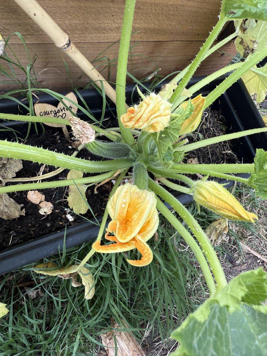 Foxford’s Sensory Garden is beginning to bloom!