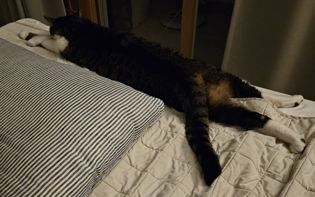 🤝김잔국수 tweet media