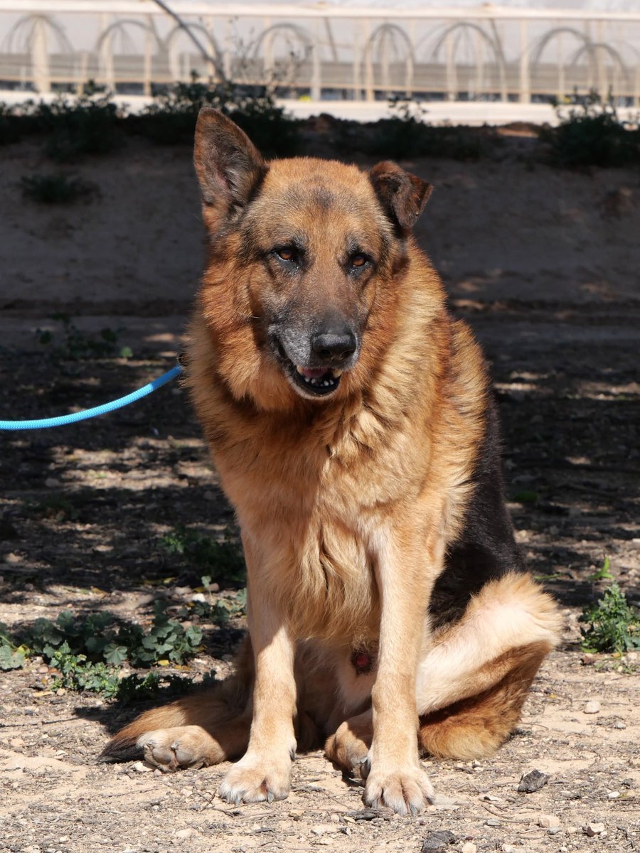 SosAbuelos1's tweet photo. #Murcia
#TAYLER tiene 12 años. Es una belleza, todo un señor perro. Elegante, cariñosísimo con la gente, inteligente al máximo como todos los Pastores Alemanes y con una capacidad de aprendizaje notable.
Su relación con otros peludos no es muy buena, pero es receptivo al entrenamiento y se podría modificar.
Está en la perrera de “LOS INFIERNOS”.
𝐃𝐢𝐫𝐞𝐜𝐜𝐢ó𝐧: C/ La Condesa, 139 _30592_ Torre-Pacheco
Puede viajar.
𝗖𝗼𝗻𝘁𝗮𝗰𝘁𝗼: losinfiernosdogs@gmail.com
Si quieres saber más 👇
🔗 Ficha: https://t.co/mCVXDuNxWn