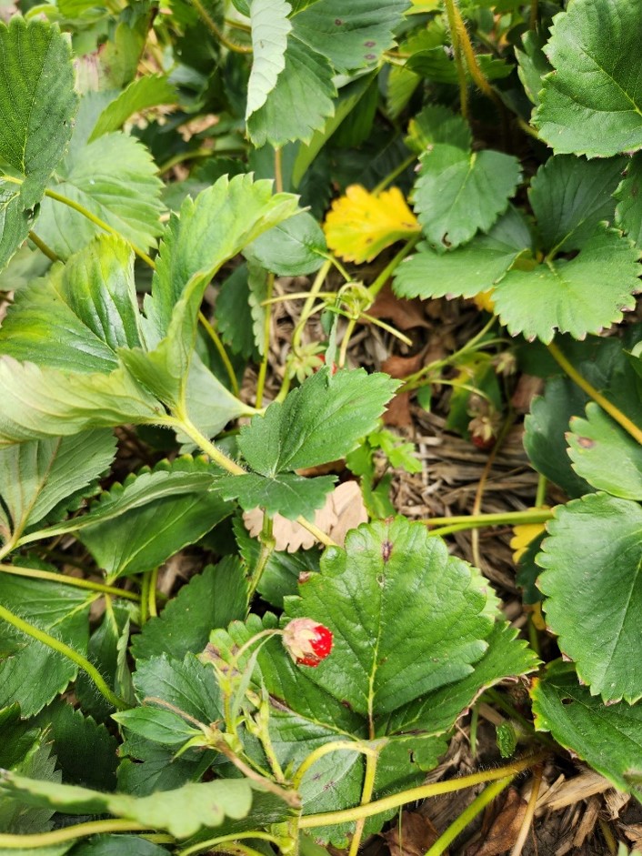 ISU_YardGarden's tweet image. Now is the time to renovate June bearing strawberries to help control weeds, prevent disease pressure, reduce plant crowding, and increase sunlight to the plant crowns.
Get all the details here: go.iastate.edu/CLHTGQ