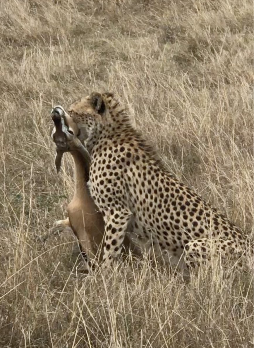 korfist's tweet image. The last thought going theough the gazelle's mind was that he should have went to Revolutions in Speed to learn how to get that extra step
triphasictraining.com/product/revolu…
@TFConsortium
@XLATHLETE
@WGF1