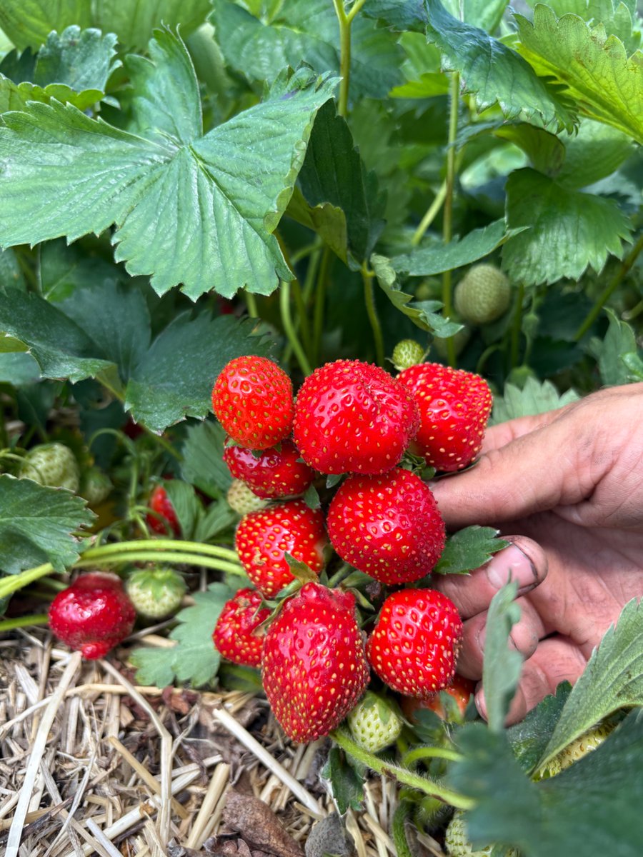 Strawberry’s may be my favourite crop to grow on the farm.