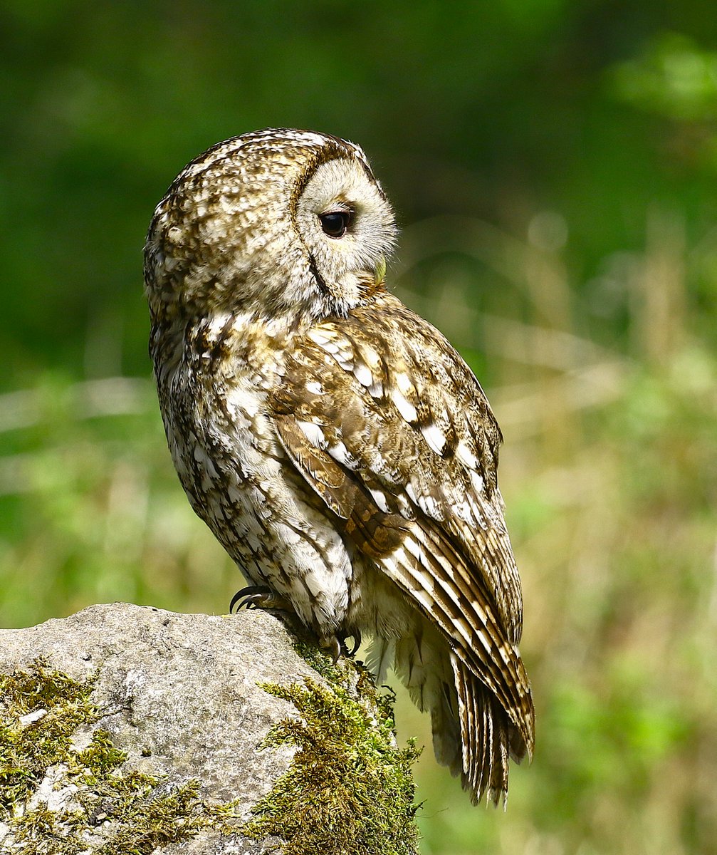 Veronica 🦊 (@ladyvee67) on Twitter photo Handsome Mr Tawny Owl in a very reguardant pose, always keeping an eye on what's going on behind him. 👀
<a href="/BBCCountryfile/">BBC Countryfile</a>
<a href="/BBCSpringwatch/">BBC Springwatch</a>
<a href="/DickKingSmith/">Dick King-Smith HQ</a>
<a href="/WildlifeTrusts/">The Wildlife Trusts</a>
<a href="/Natures_Voice/">RSPB</a>
<a href="/britishbirds/">British Birds</a>
<a href="/BirdWatchingMag/">Bird Watching</a>
<a href="/CanonUKandIE/">Canon UK and Ireland</a> Handsome Mr Tawny Owl in a very reguardant pose, always keeping an eye on what's going on behind him. 👀
<a href="/BBCCountryfile/">BBC Countryfile</a>
<a href="/BBCSpringwatch/">BBC Springwatch</a>
<a href="/DickKingSmith/">Dick King-Smith HQ</a>
<a href="/WildlifeTrusts/">The Wildlife Trusts</a>
<a href="/Natures_Voice/">RSPB</a>
<a href="/britishbirds/">British Birds</a>
<a href="/BirdWatchingMag/">Bird Watching</a>
<a href="/CanonUKandIE/">Canon UK and Ireland</a>