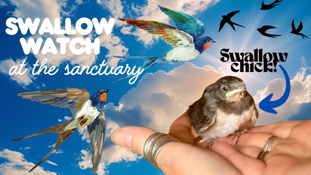 New YouTube video OUT NOW!

Please subscribe — it’s free — to help our channel grow. We put so much time into each video 🥰

Please share to help find other animal lovers like us ❤️ We hope you enjoy!

youtu.be/OkLj98KEUZw?si…

#shopindie #ponyhour #MHHSBD #rescueanimals #animals