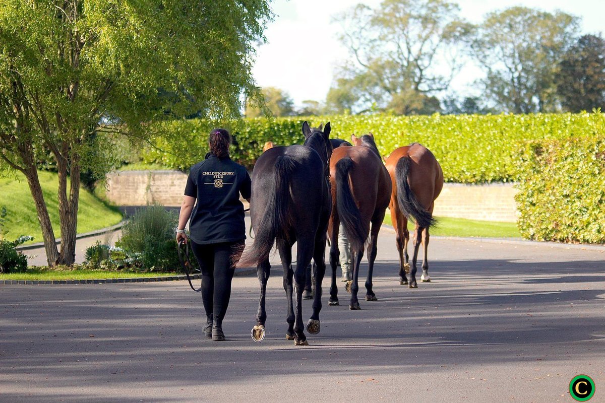 ChildwickburyS's tweet photo. It’s that time of year again at Childwickbury Stud! 💪 Yearling prep is underway as we gear up for the 2025 sales season 🐎✨

#YearlingPrep #SalesSeason #ChildwickburyStud #Thoroughbreds2025 https://t.co/C85JqNjt1r