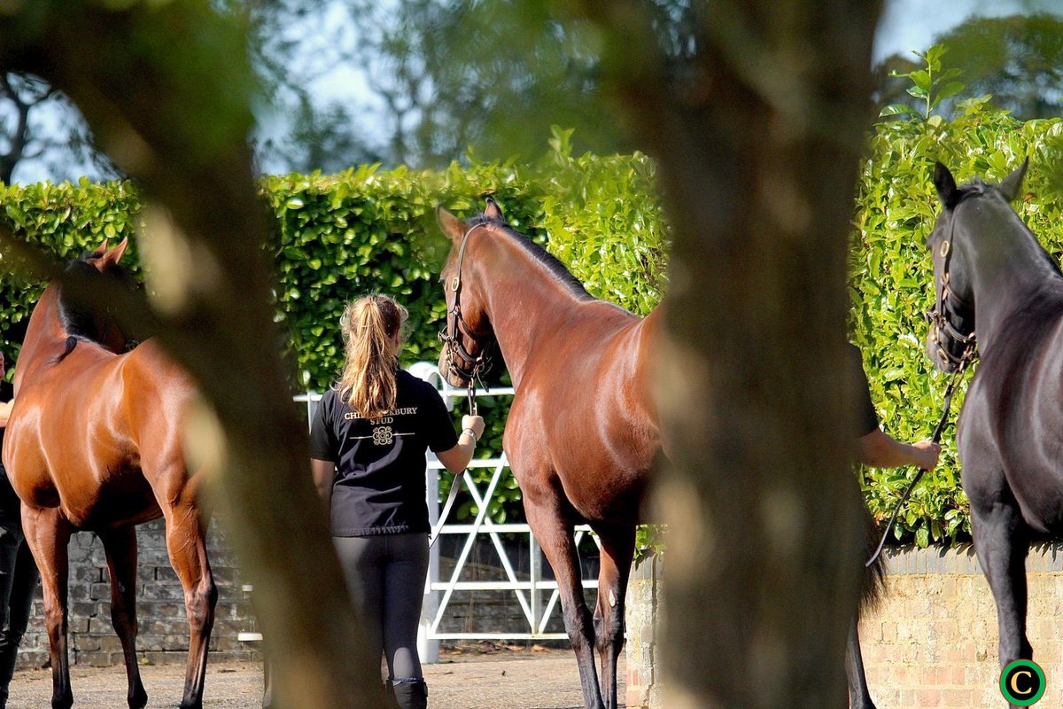 ChildwickburyS's tweet photo. It’s that time of year again at Childwickbury Stud! 💪 Yearling prep is underway as we gear up for the 2025 sales season 🐎✨

#YearlingPrep #SalesSeason #ChildwickburyStud #Thoroughbreds2025 https://t.co/C85JqNjt1r