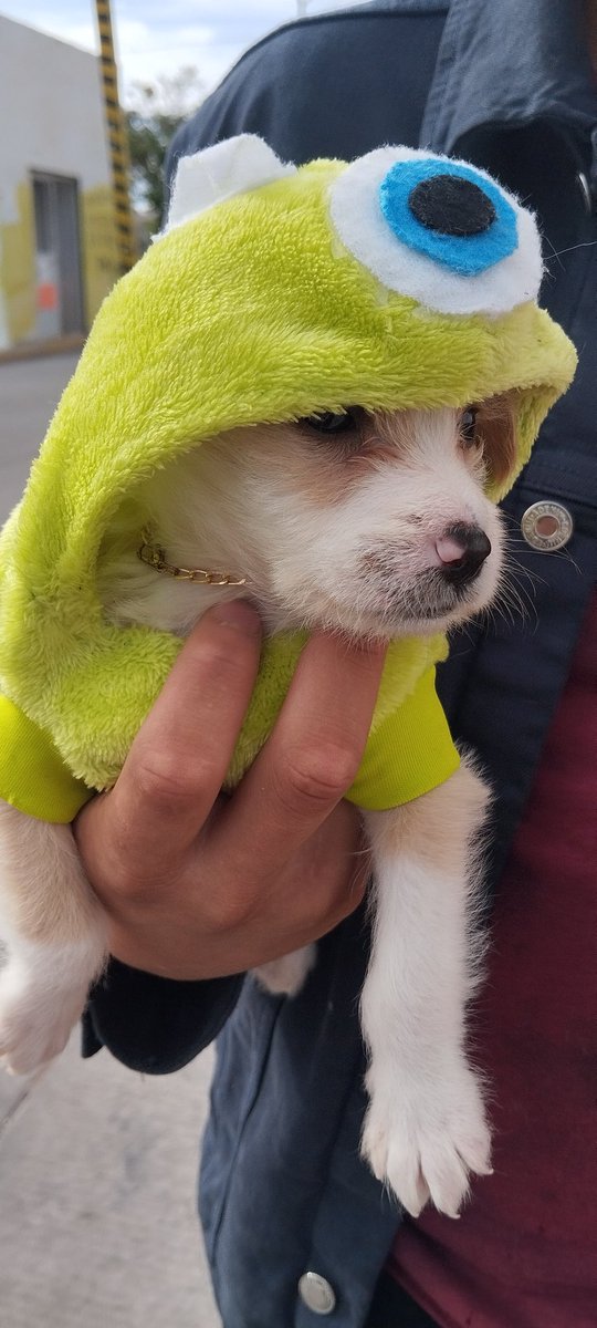 Perrito para inicio de día