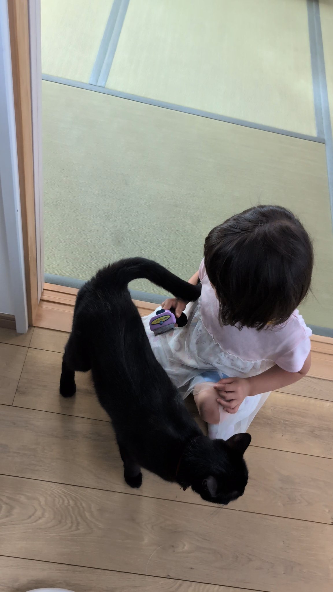仔猫を拾ったので on X: 