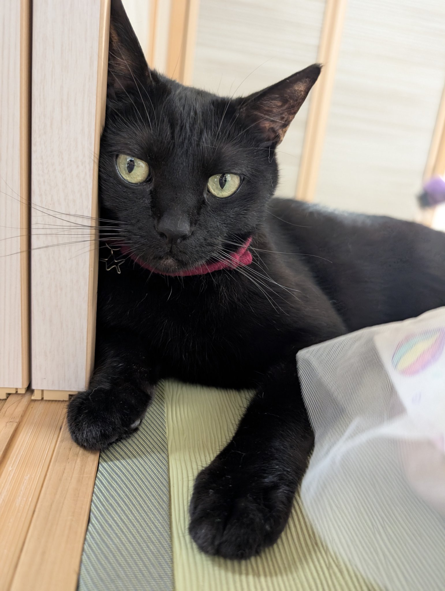 仔猫を拾ったので on X: 