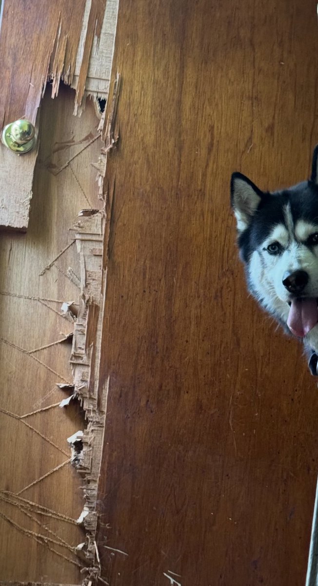 My dog after one day of me leaving for Boston