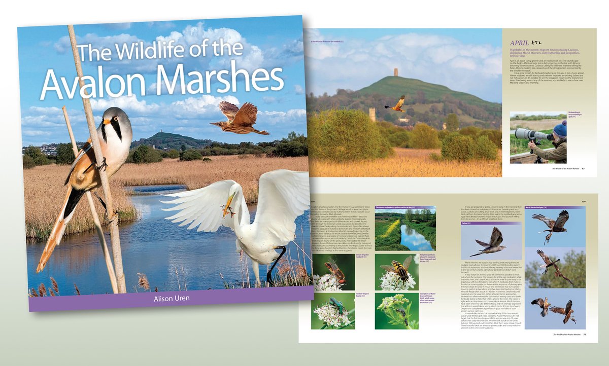 NatureBureau (@naturebureau) on Twitter photo Our latest book The Wildlife of the Avalon Marshes by Alison Uren is now on pre-pub offer @£19.95 from naturebureau.co.uk/bookshop The cover features Bearded Reedling, Bittern & Great White Egret 3 of the area's iconic species <a href="/rspb/">rspb</a> <a href="/SomersetWT/">Somerset Wildlife Trust</a> <a href="/AvalonMarshes/">Avalon Marshes</a> Our latest book The Wildlife of the Avalon Marshes by Alison Uren is now on pre-pub offer @£19.95 from naturebureau.co.uk/bookshop The cover features Bearded Reedling, Bittern & Great White Egret 3 of the area's iconic species <a href="/rspb/">rspb</a> <a href="/SomersetWT/">Somerset Wildlife Trust</a> <a href="/AvalonMarshes/">Avalon Marshes</a>