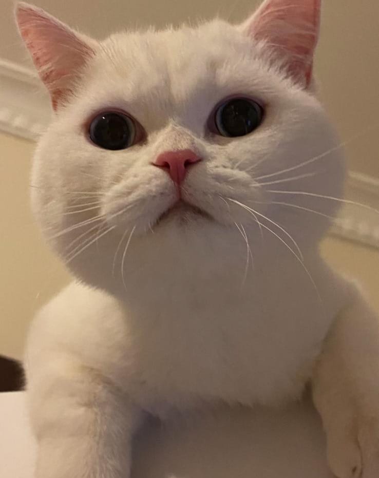 Malesef sahibi bakamıyormus çok üzgünüm yuva ariyoruz bu guzellige Erkek
3 yaşında
British shorthair
Kısır
İstanbul 
İlgilenen olursa dm den yazarsa çok sevinirim  sahibinin numarasini oyle iletebilirim🙏 <a href="/Dilaraerkmen_/">Dilara Erkmen</a> <a href="/patilicandostum/">^_ PATİLİ CAN DOSTLARIMIZ _^</a> <a href="/eesyldz/">Esra Yıldız</a> <a href="/mina_aysa/">Mine Ayşe Adıgüzel</a> <a href="/masum_gozler/">Masum Gözler</a>