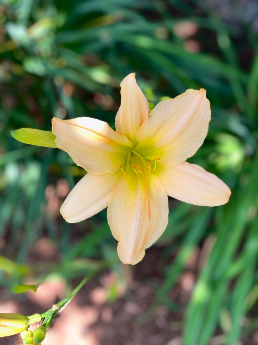 “I will be the gladdest thing
  Under the sun!
  I will touch a hundred flowers
  And not pick one...
  Edna St. Vincent Millay
  @FlowersDaily