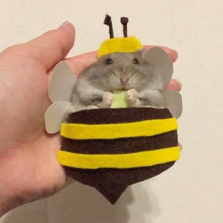 Bee 🐝