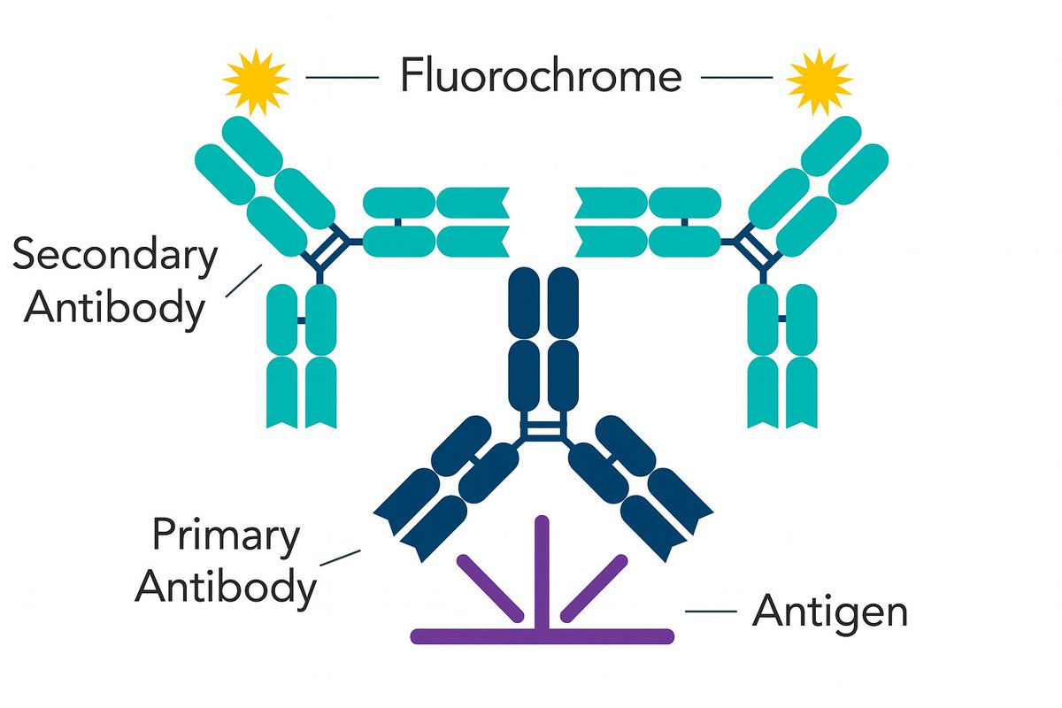 Proteintech's tweet image. Need help picking the right secondary antibody?
• Match to host species
• Polyclonals for sensitivity, monoclonals for specificity
• Pick right conjugate (HRP, fluor)
📖 Learn how: ow.ly/EZeH50WkuSt
#Antibodies #LabTips #Proteintech #Immunodetection