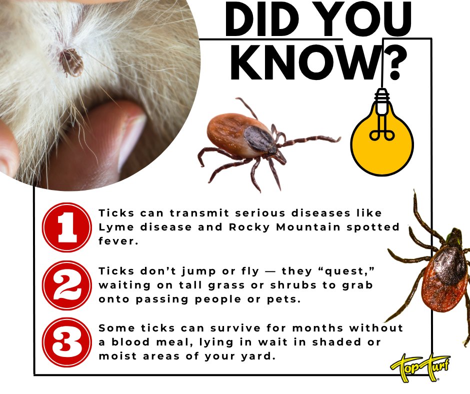 TopTurf's tweet image. Ticks aren’t just annoying — they’re dangerous. From spreading disease to hiding out in your lawn and shrubs, they’re more active than you think. Stay protected and keep your yard tick-free with Top Turf! 🌿⬇️
topturfpest.net/flea-and-tick-…
#TickFacts #PestPrevention