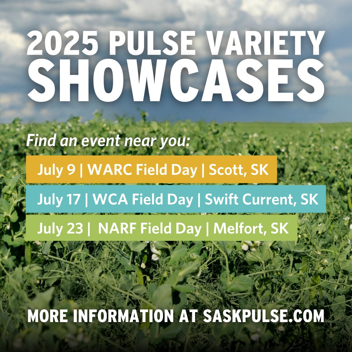 This summer, join us at any of these Agri-ARM field days for a tour of SPG’s Pulse Variety Showcase featuring lentil, pea, chickpea, faba bean, and soybean varieties: ow.ly/tCOo50VSRio <a href="/WARC_SK/">WARC</a> <a href="/wheatlandsask/">Wheatland Conservation Area</a> <a href="/NARF_Melfort/">NARF</a>
