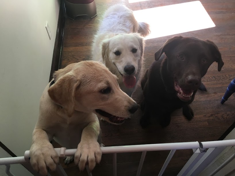 NewmansDog's tweet image. Training matters — but so does management.
A baby gate can stop counter surfing, keep dogs out of the trash, and even help reduce jumping. bit.ly/44o21w4 

We help KC &amp;amp; NWA families use simple tools to build long-term success.
 #DogTrainingKansasCity #DogBehaviorTraining