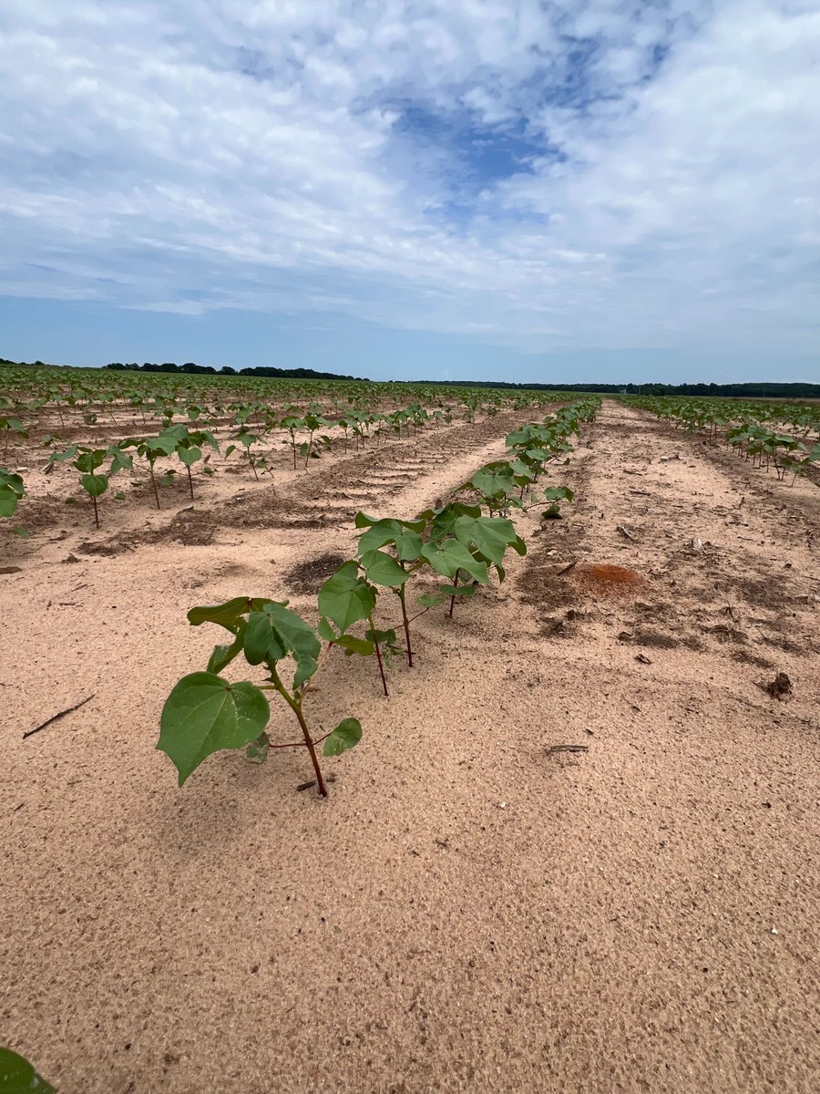 TheGrandFarm's tweet image. It’s the start of something fluffy🌱
Check out the baby cotton sprouts that are beginning to pop up at the Grand Farm/ @UGA_CollegeofAg in Georgia!