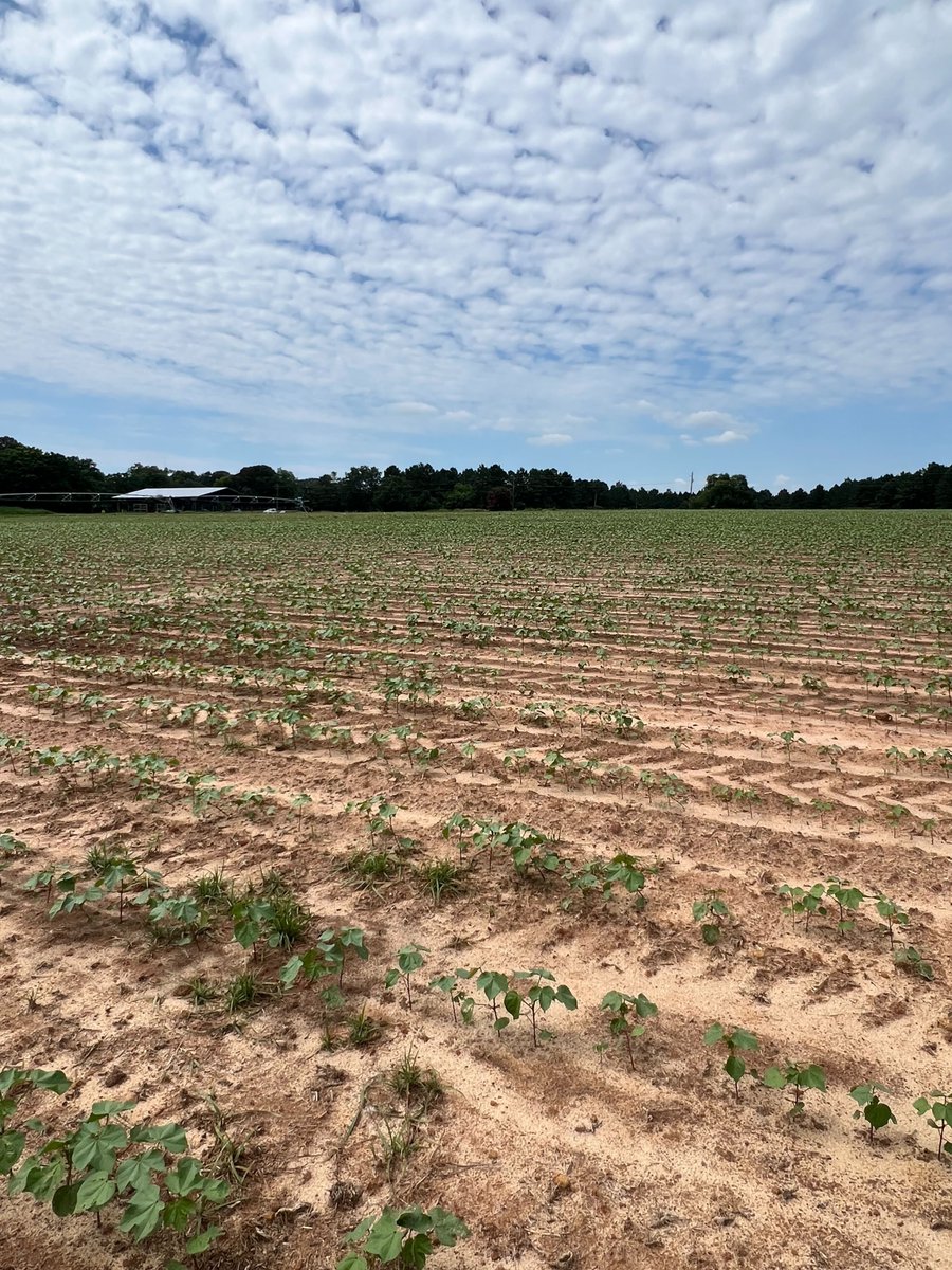 TheGrandFarm's tweet image. It’s the start of something fluffy🌱
Check out the baby cotton sprouts that are beginning to pop up at the Grand Farm/ @UGA_CollegeofAg in Georgia!