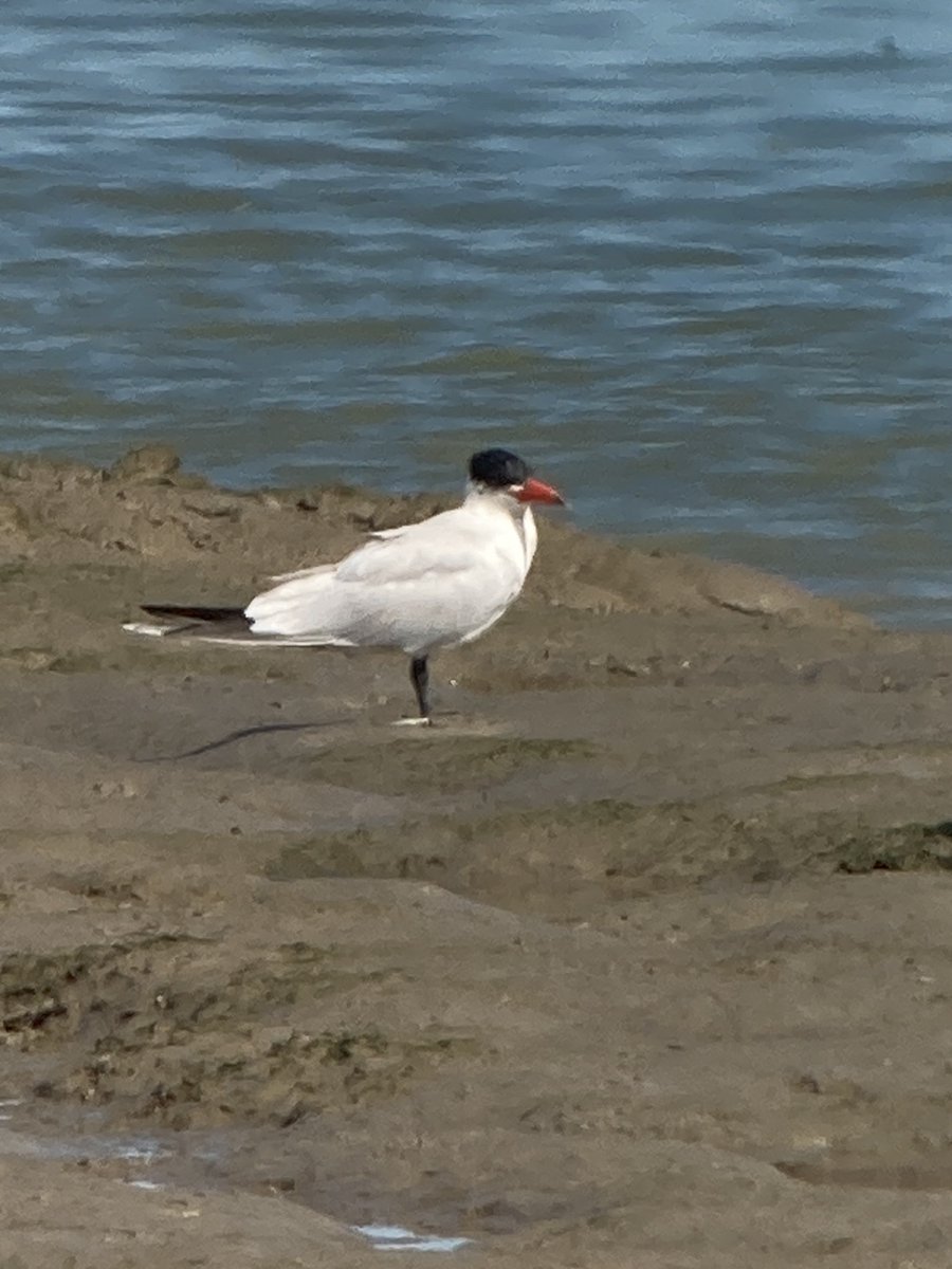 Digi scoped pic of today's Caspian Tern at Oare Marshes 😊