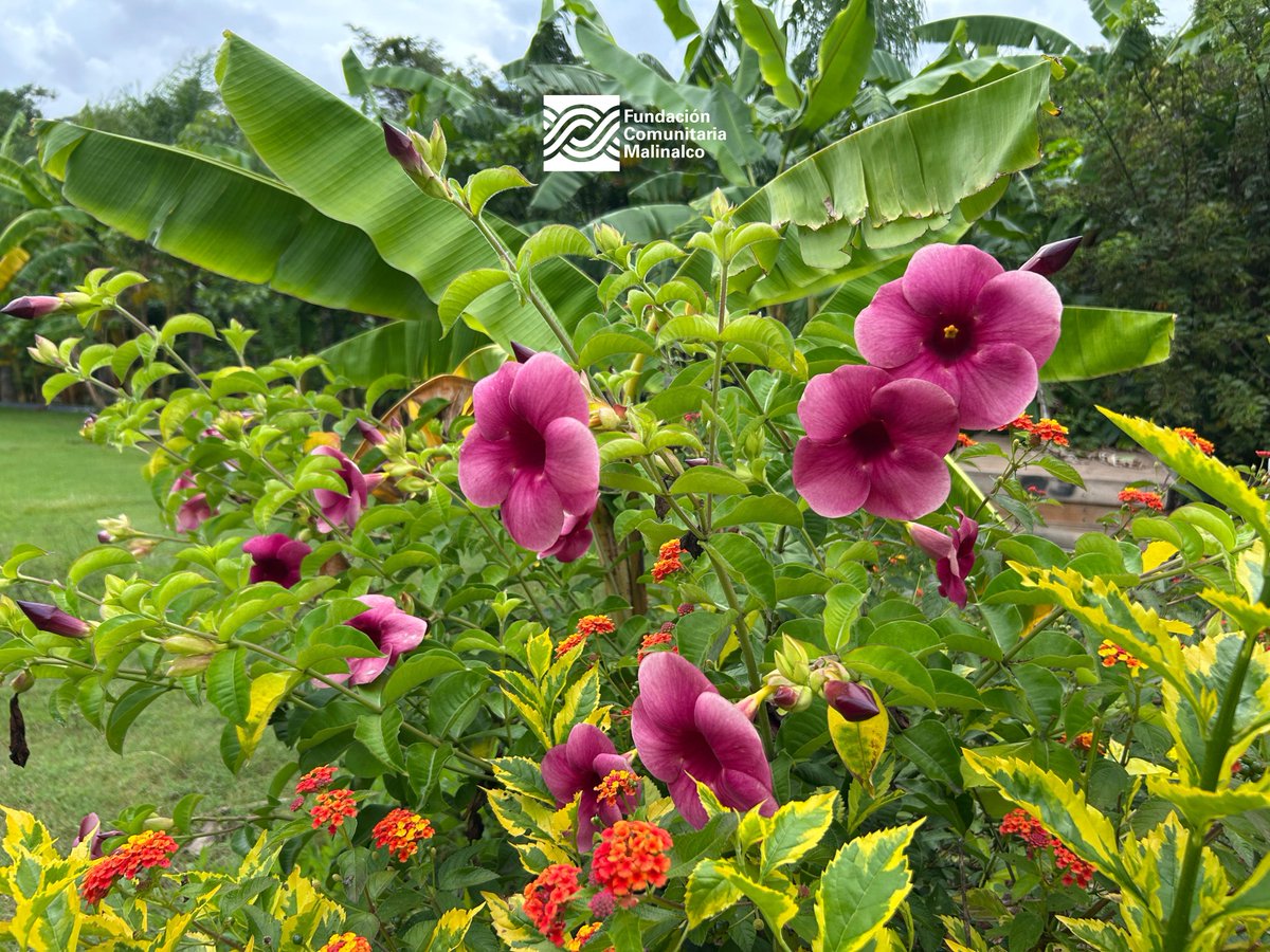 Fundacion Comunitaria Malinalco tweet media