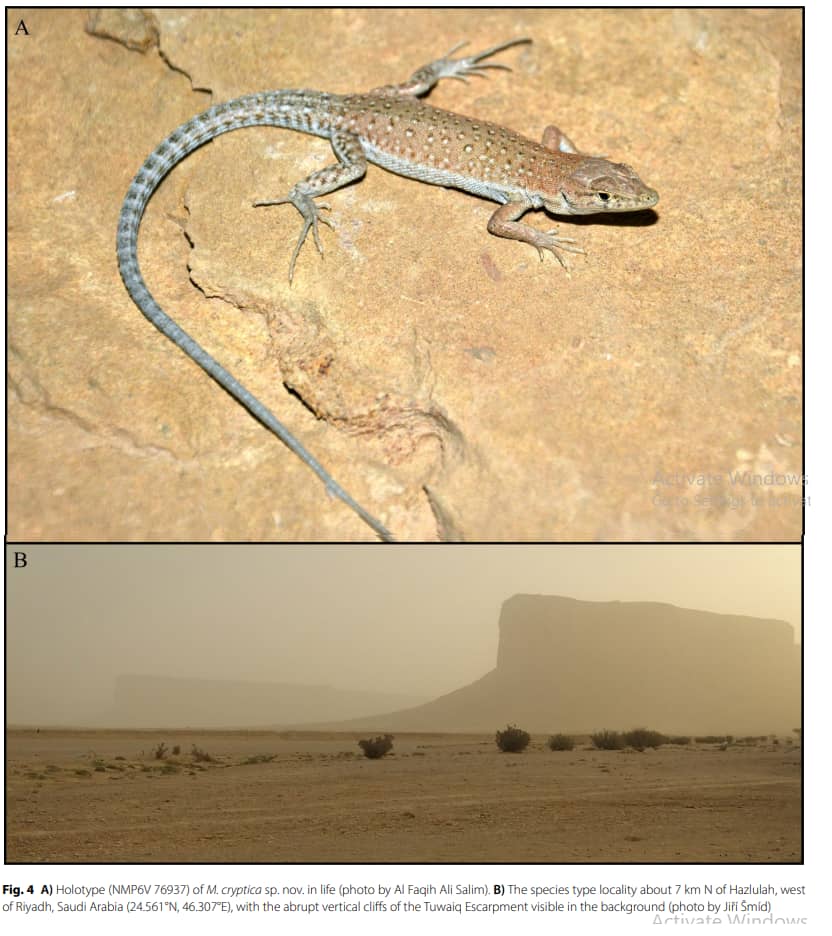 اكتشاف نوع جديد من السحالي في الجزيرة العربية بمشاركة باحث من جامعة عدن
اقرأ المزيد من وكالة أنباء حضرموت :
wah.news/posts/93921

تابعونا عبر قناتنا بالتليجرام
t.me/wahnewsagency

صفحتنا على الفيس بوك
facebook.com/wahnewsagency

صفحتنا على تويتر
x.com/wahnewsagency