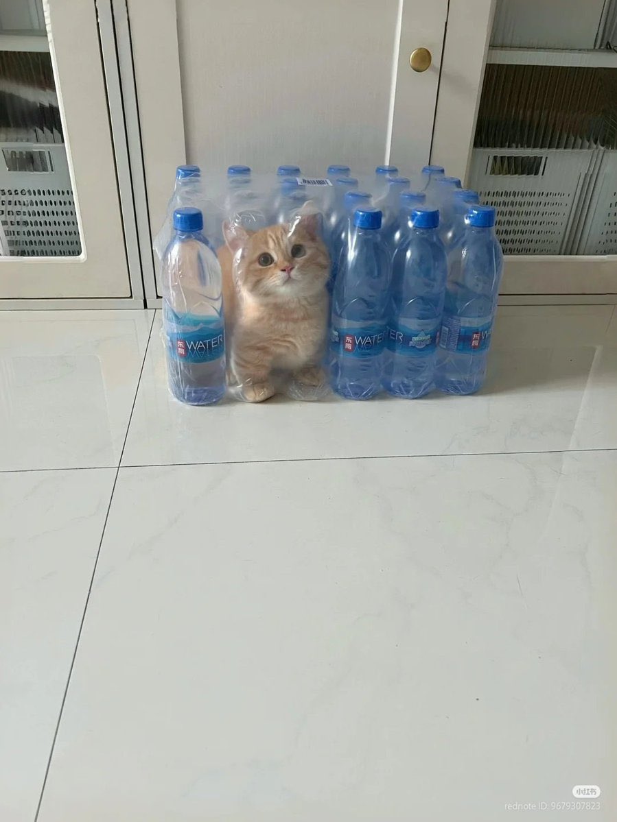 Cat__Auras's tweet image. Buy water get free cat