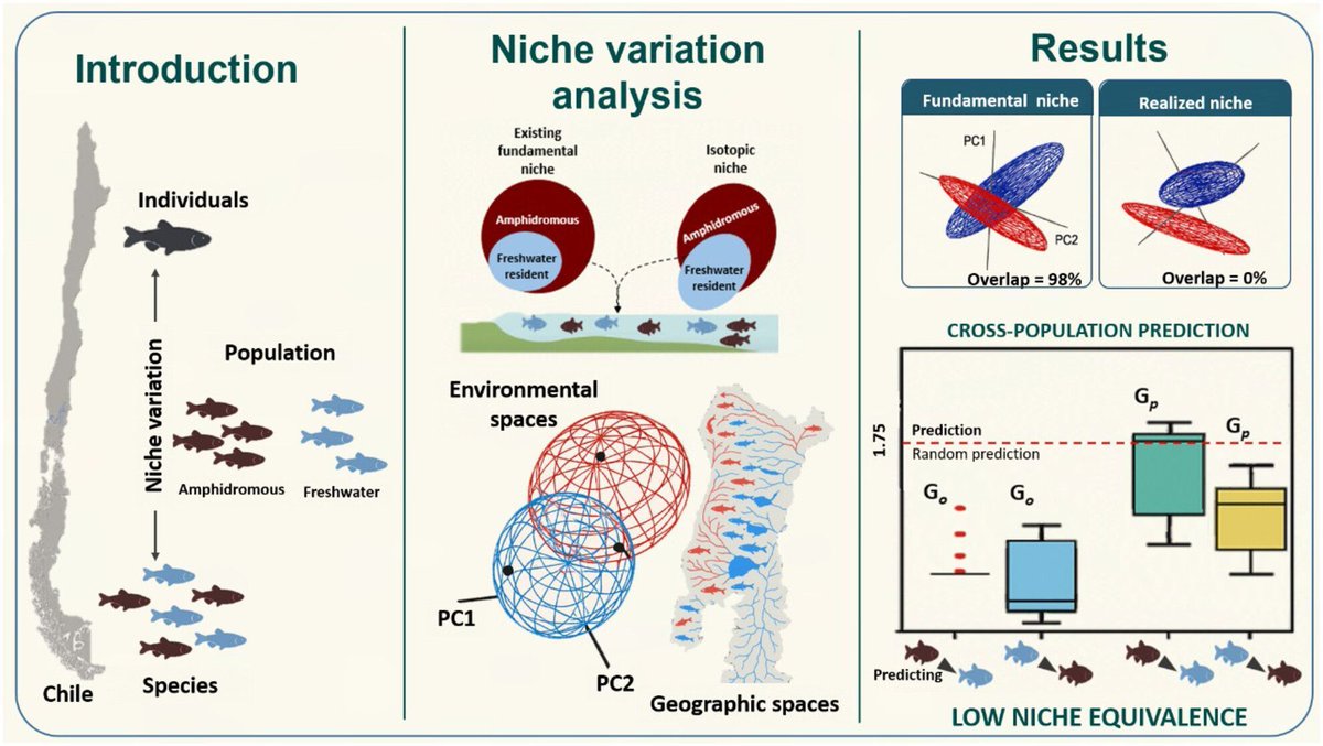 AnimalEcology's tweet photo. Findings from a recent study "highlight the importance of incorporating life-history strategies &amp; biotic interactions into ecological niche models and species distribution predictions."🐠
https://t.co/KrmXyVneQT https://t.co/AH3N1kor1t