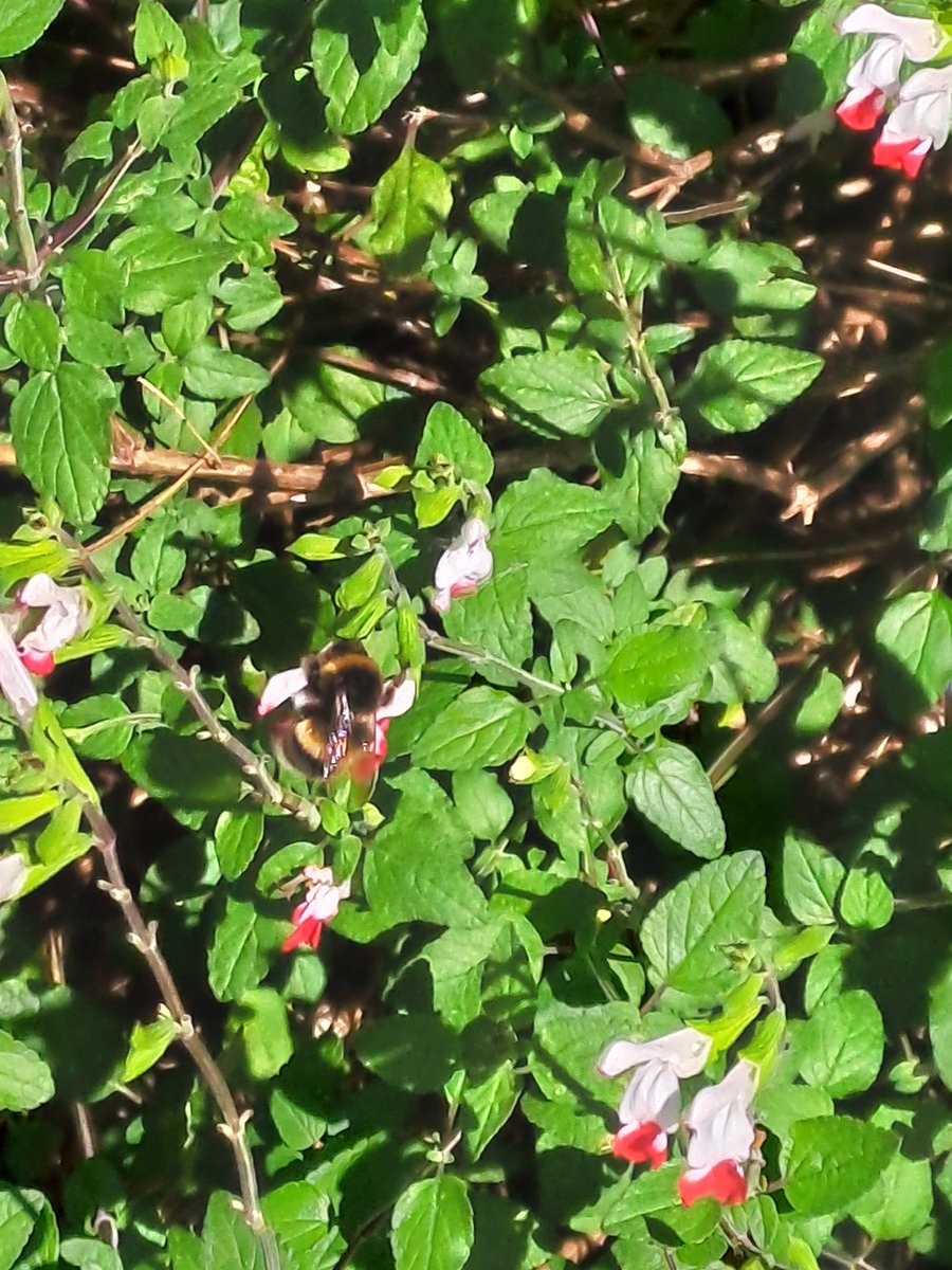 Our wellbeing/mindfulness group took advantage of the warm weather last week by spending time outdoors in nature, searching for bugs. Spending time outside practising mindfulness &amp; engaging your senses offers many benefits including reduced stress, improved mood &amp; enhanced focus.